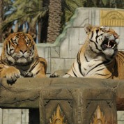 Un día en el safari